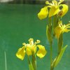 In April, yellow iris...